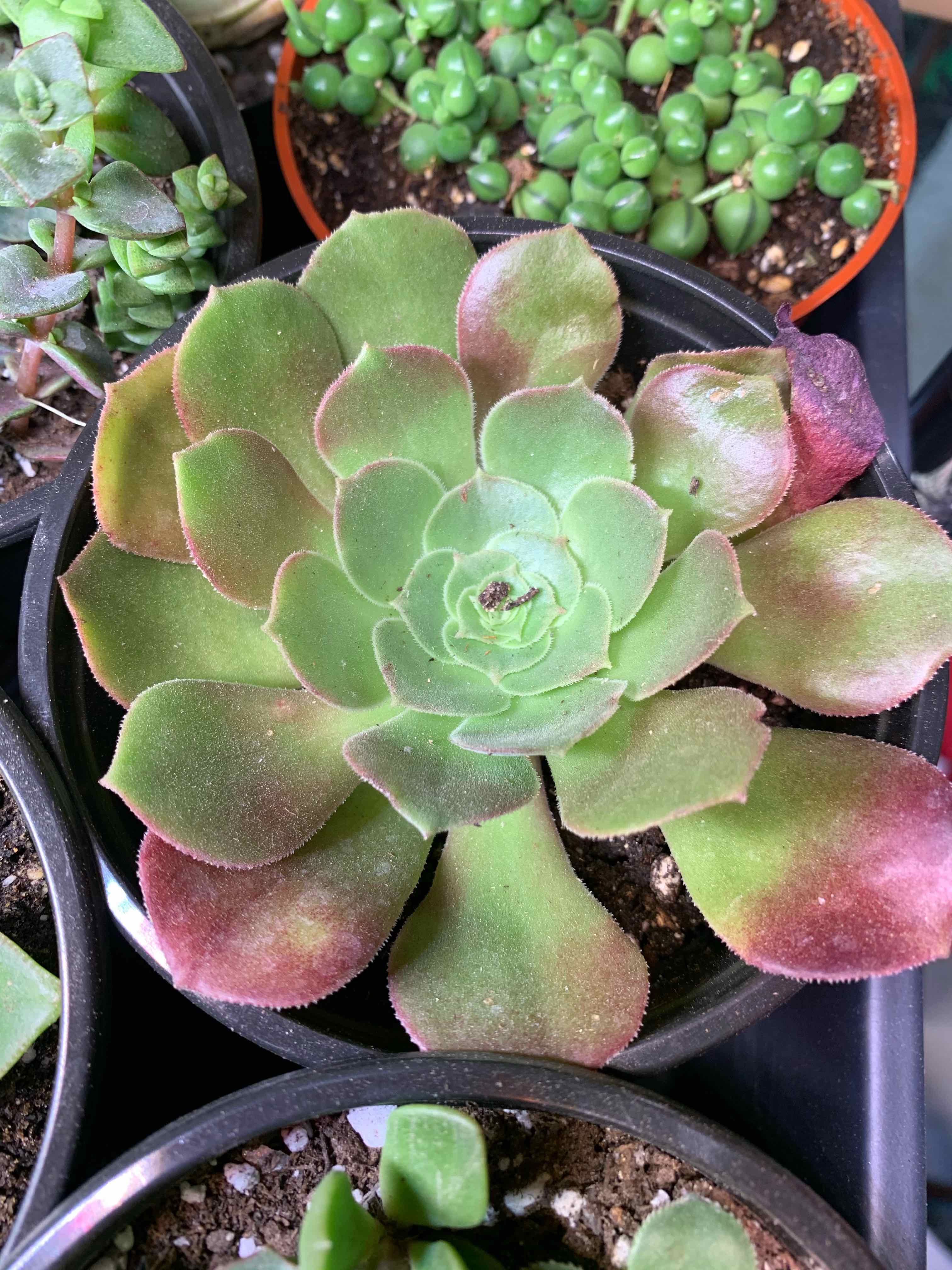 Tree Aeonium succulent with green to reddish leaves in a pot, with other plants in the background.