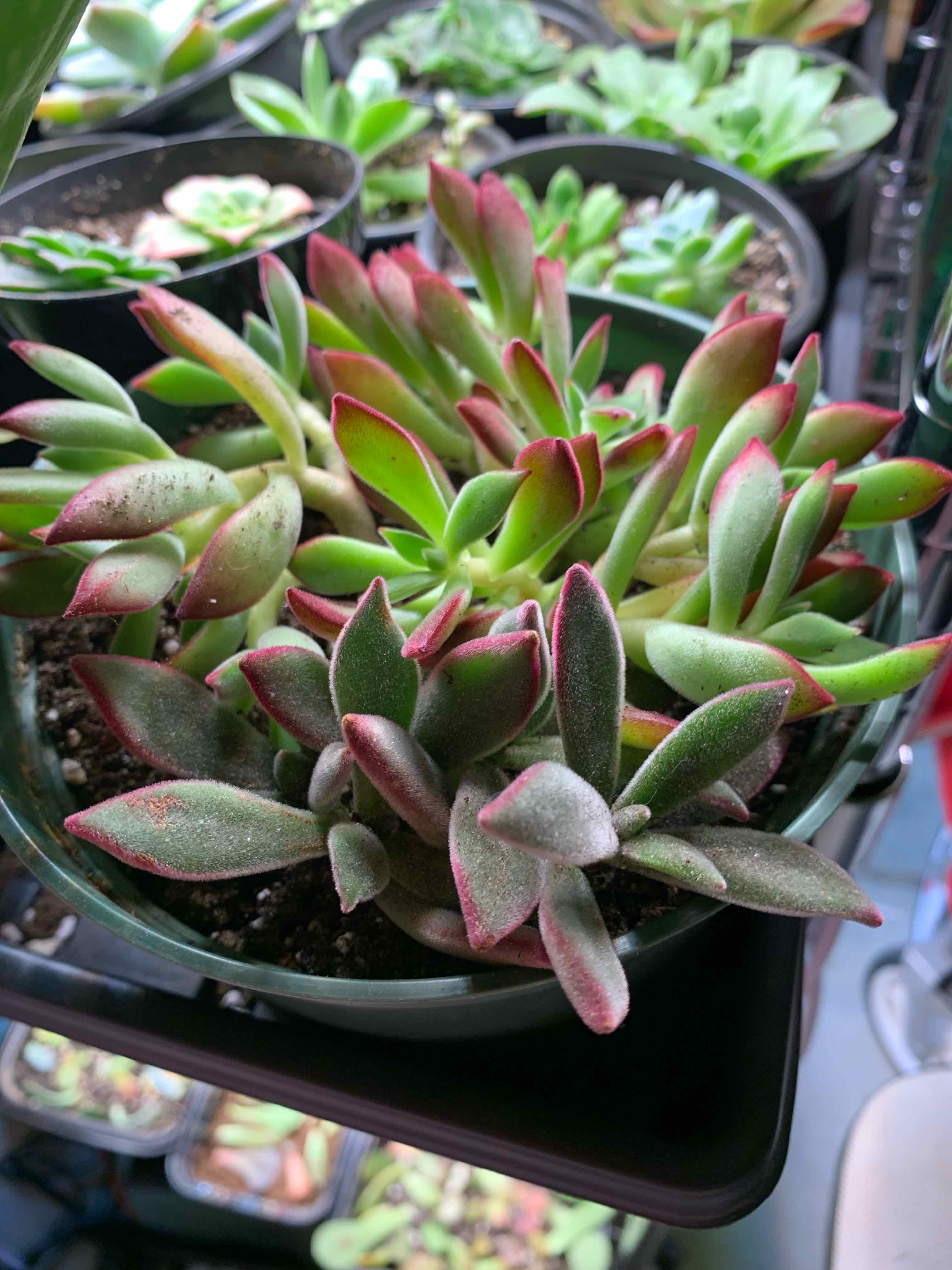 Healthy Plush Plant succulent with red-tipped leaves in a pot, soil visible.