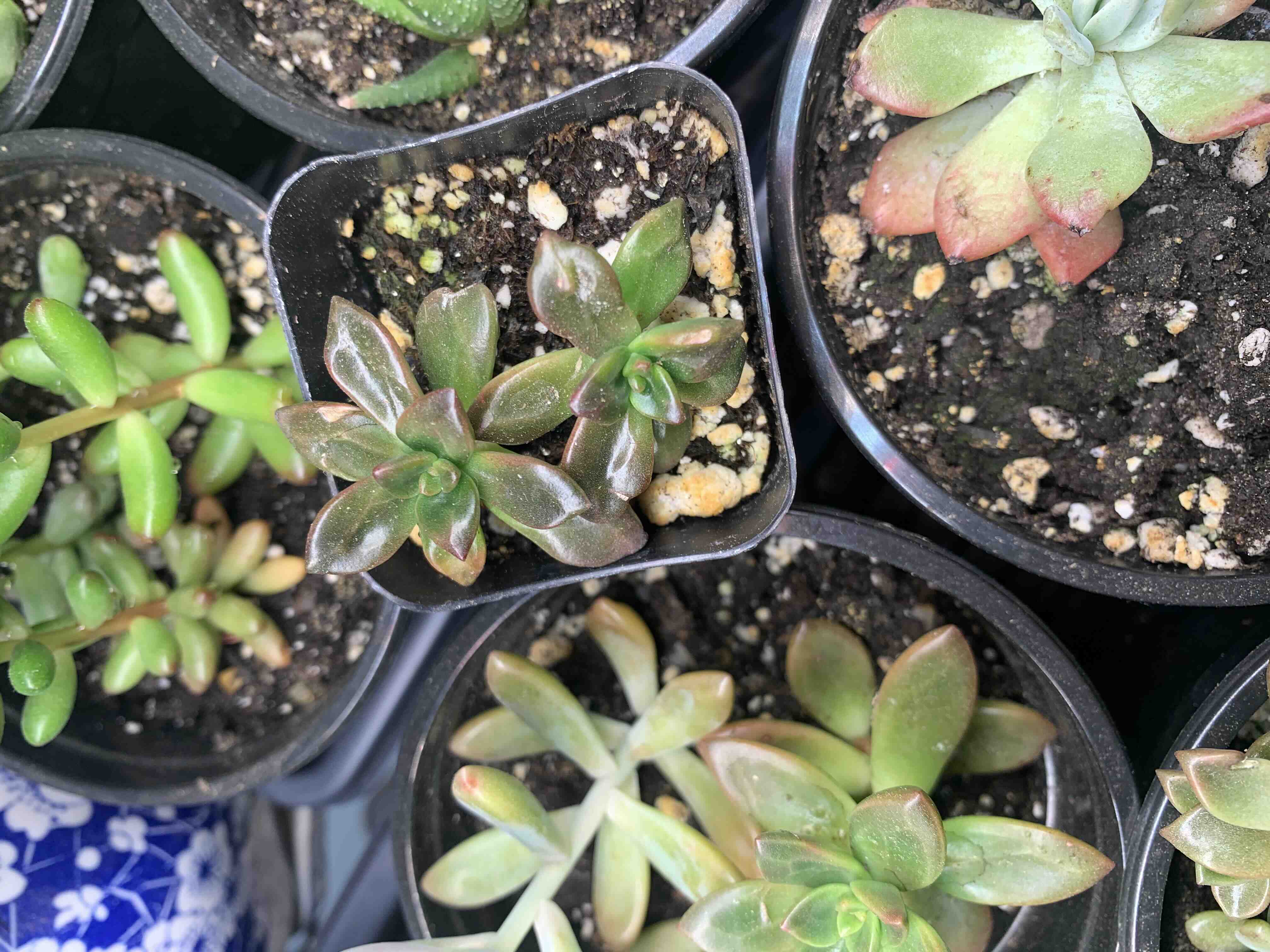 Multiple succulent plants in small pots, including a healthy Black Prince.