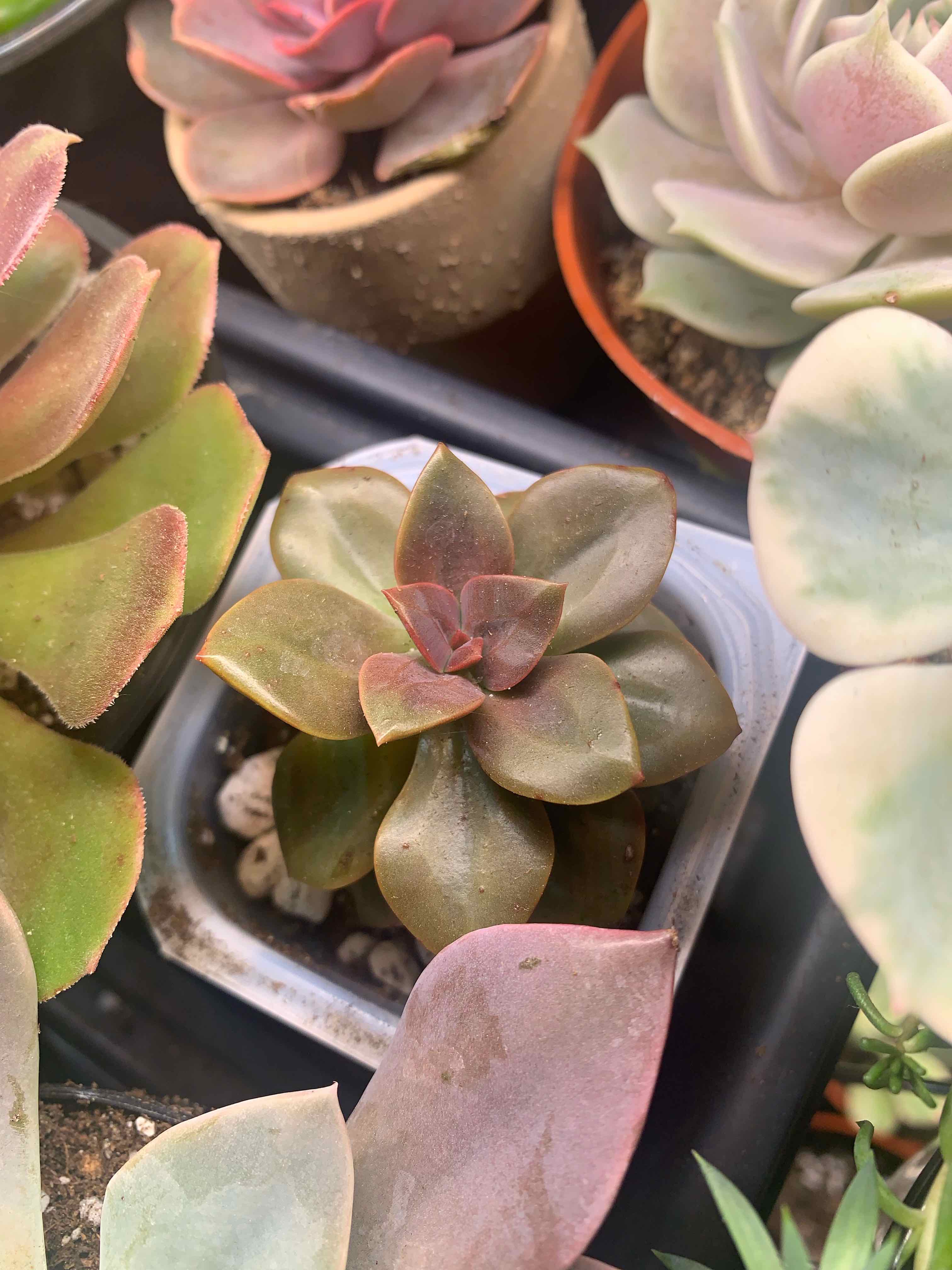 Echeveria 'Chroma' succulent plant surrounded by other similar plants, well-framed and in focus.