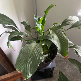 Peace Lily plant in Noblesville, Indiana
