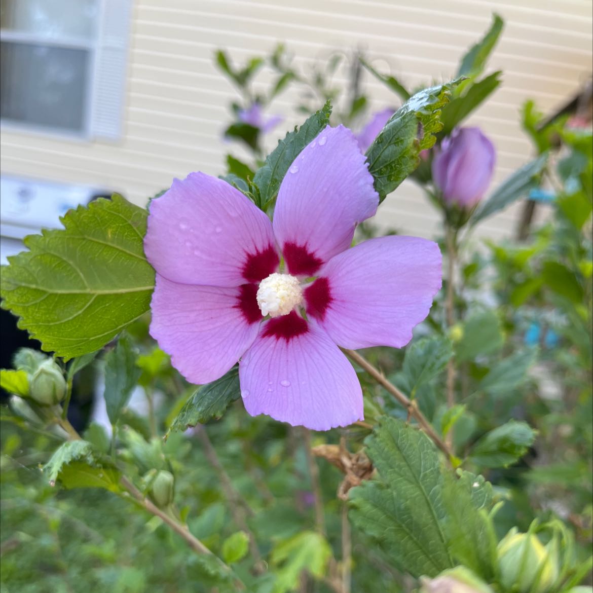Korean Hibiscus plant with a prominent pink flower and dark red center, outdoor setting.