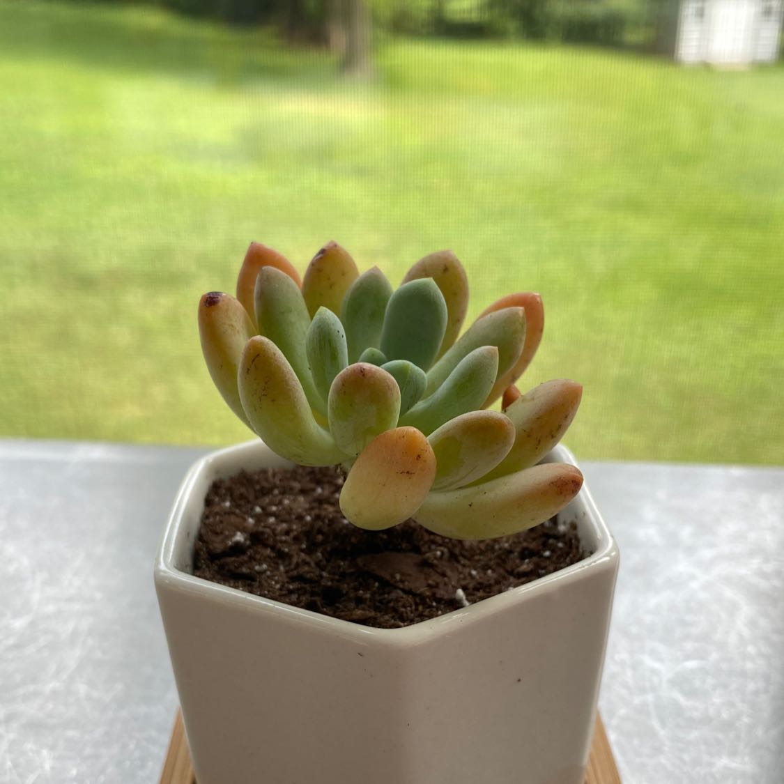 A Belle Blue succulent plant in a white pot with healthy, plump leaves.
