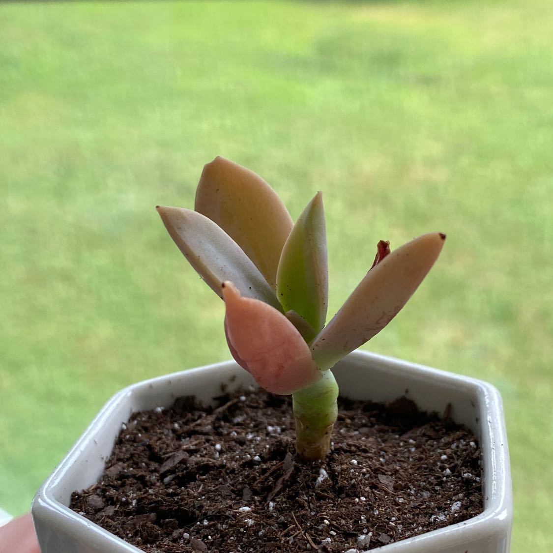 Graptoveria 'Fred Ives' succulent in a white pot with visible soil.