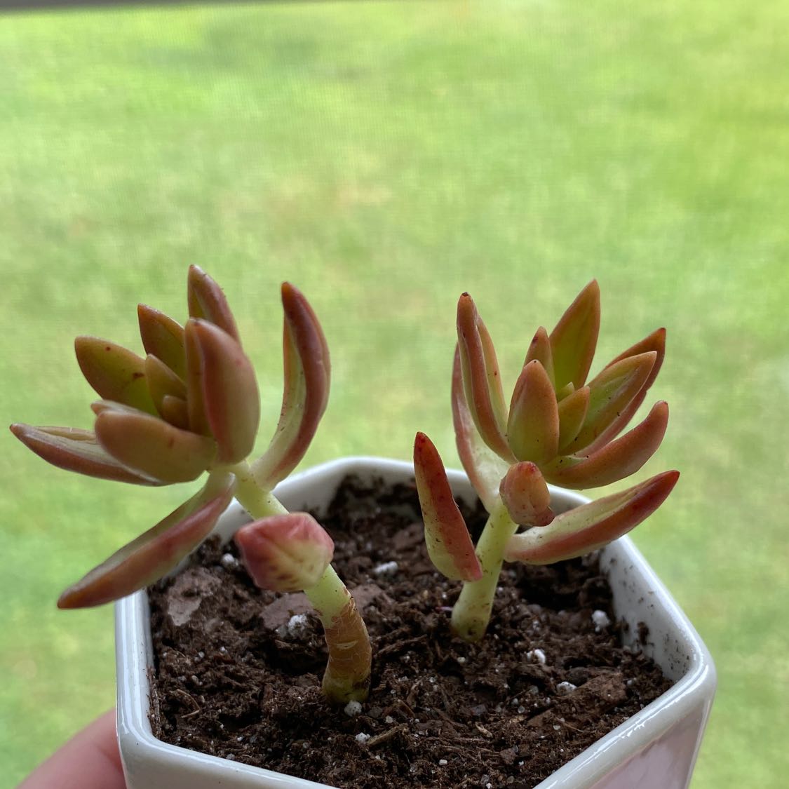 Sedum 'Firestorm' plant with two stems in a small pot, healthy and well-framed.
