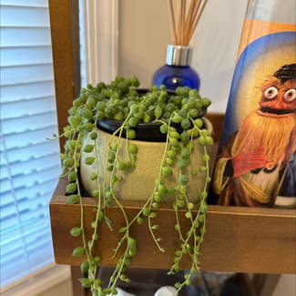 String of Pearls plant in Kennett Square, Pennsylvania