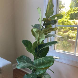 Fiddle Leaf Fig plant in Kennett Square, Pennsylvania