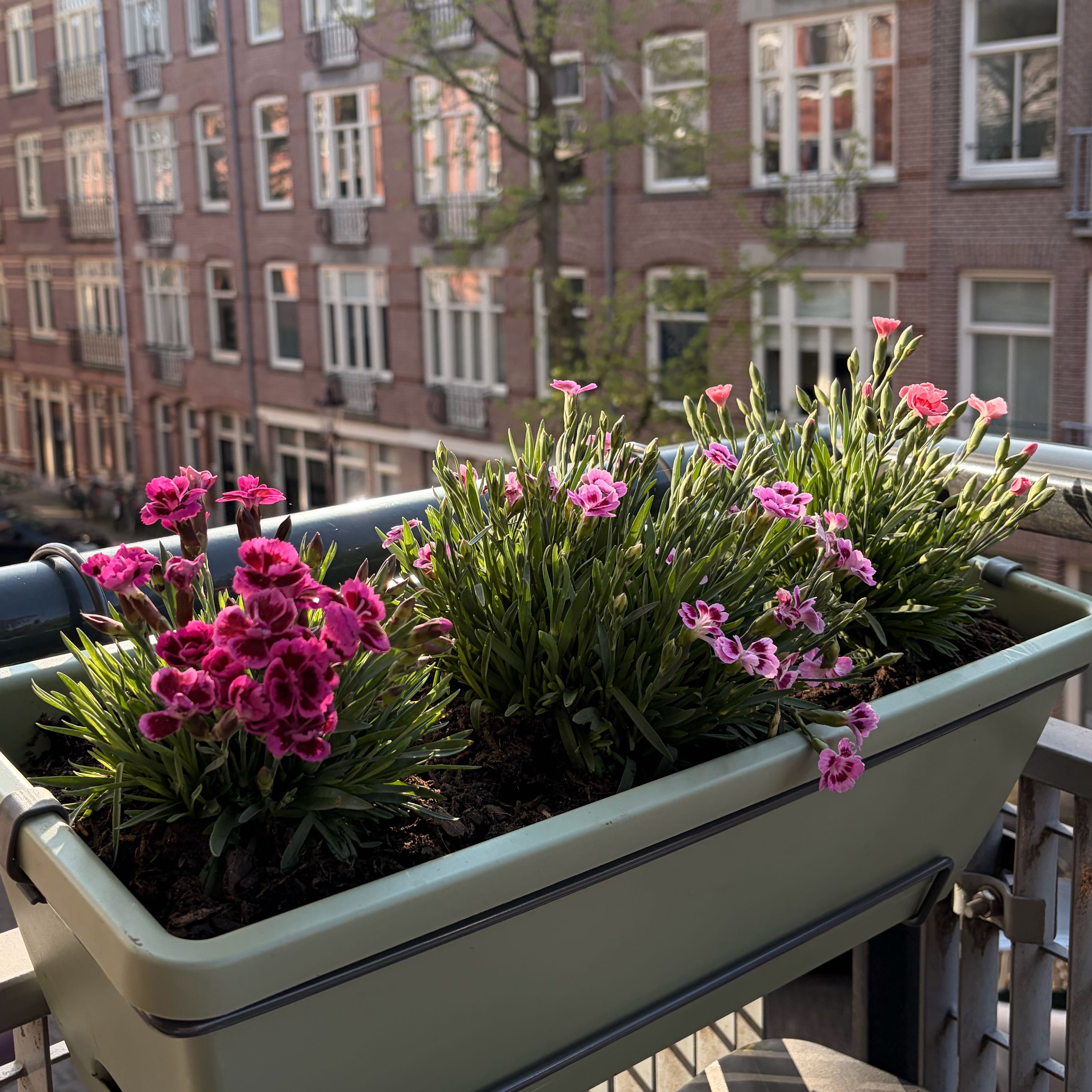 Photo of the plant species Dianthus 'Pink Kisses' by @ManyOlneya named გოჭები on Greg, the plant care app