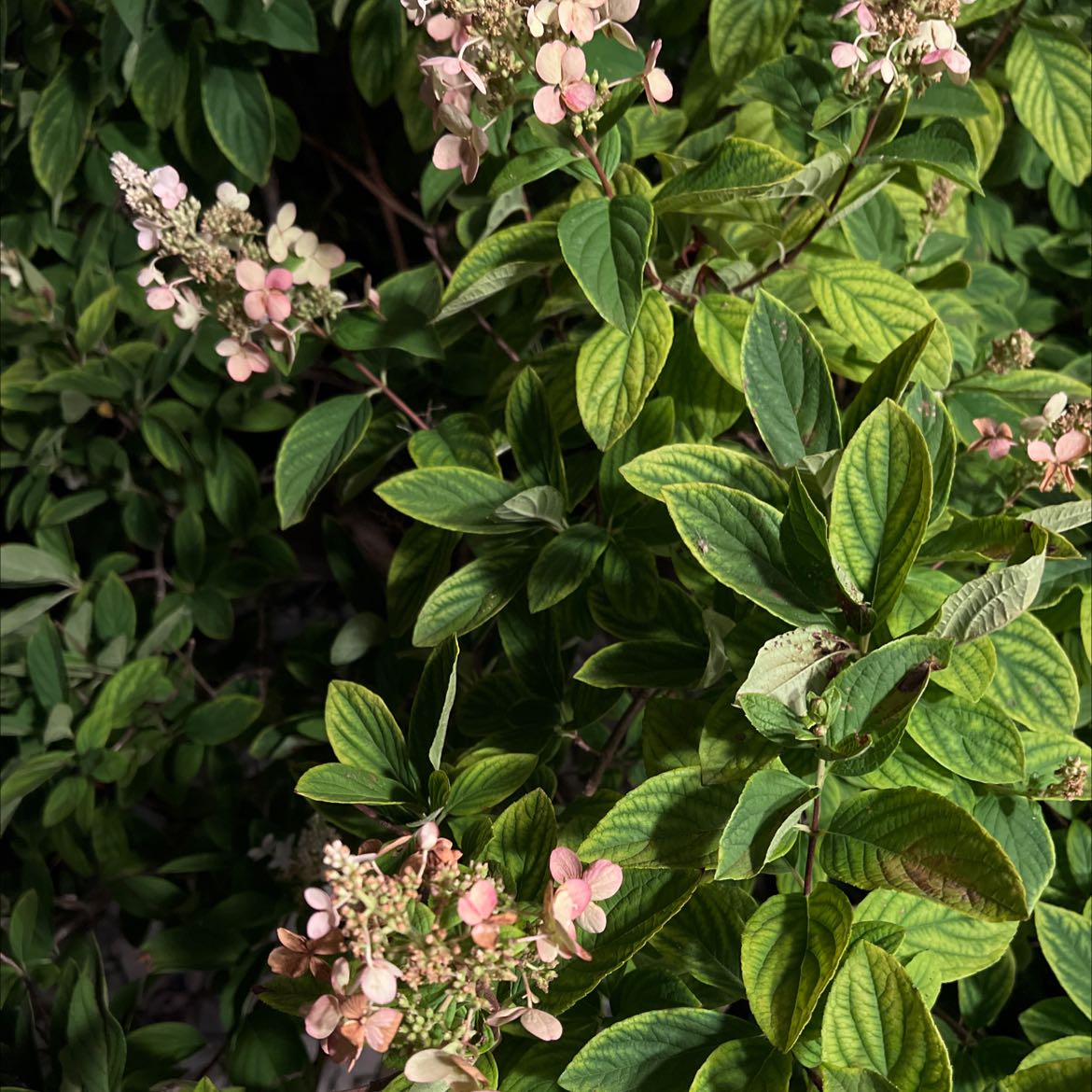 Panicle Hydrangea with flowers and some yellowing leaves.