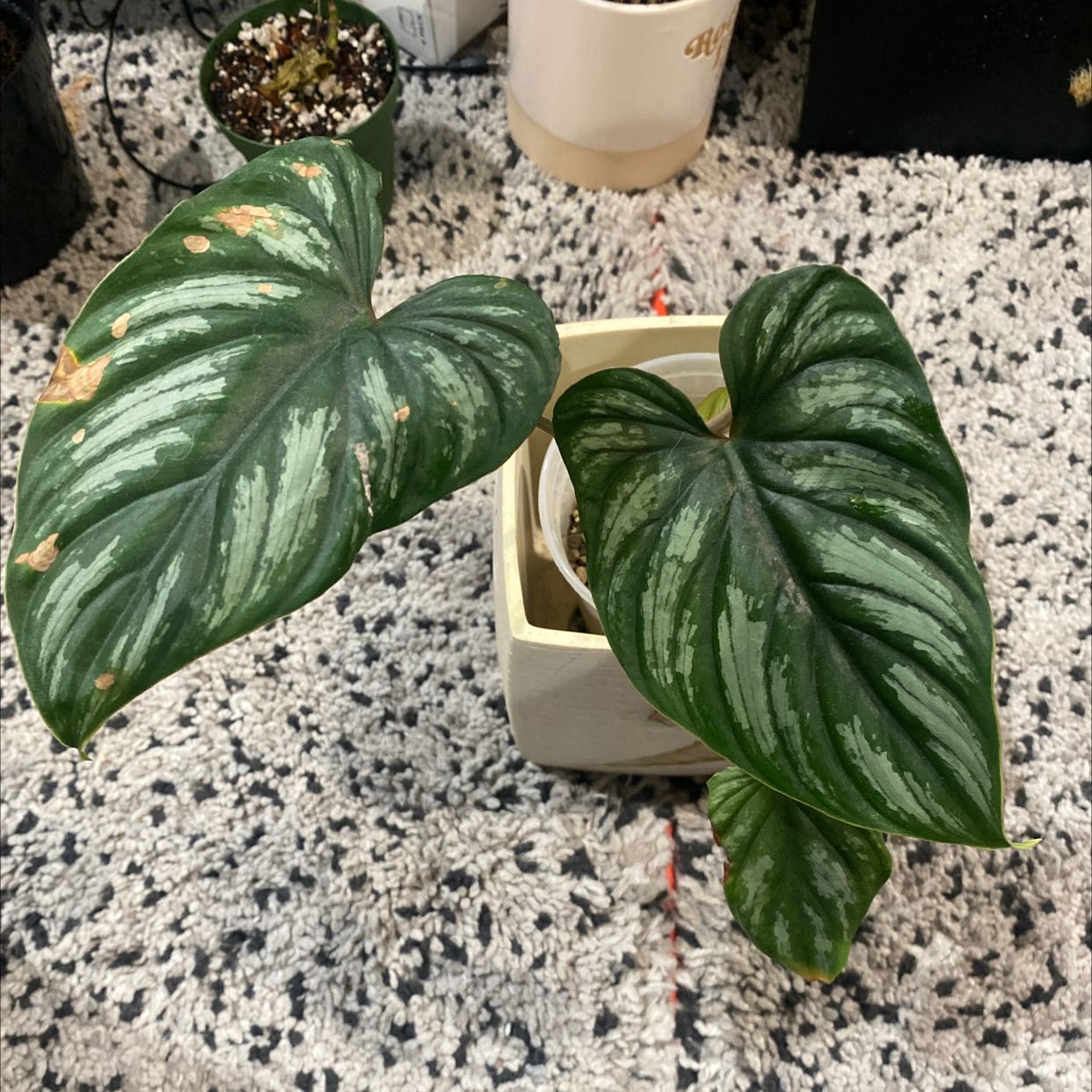 Philodendron plowmanii plant with large, heart-shaped leaves showing some browning.