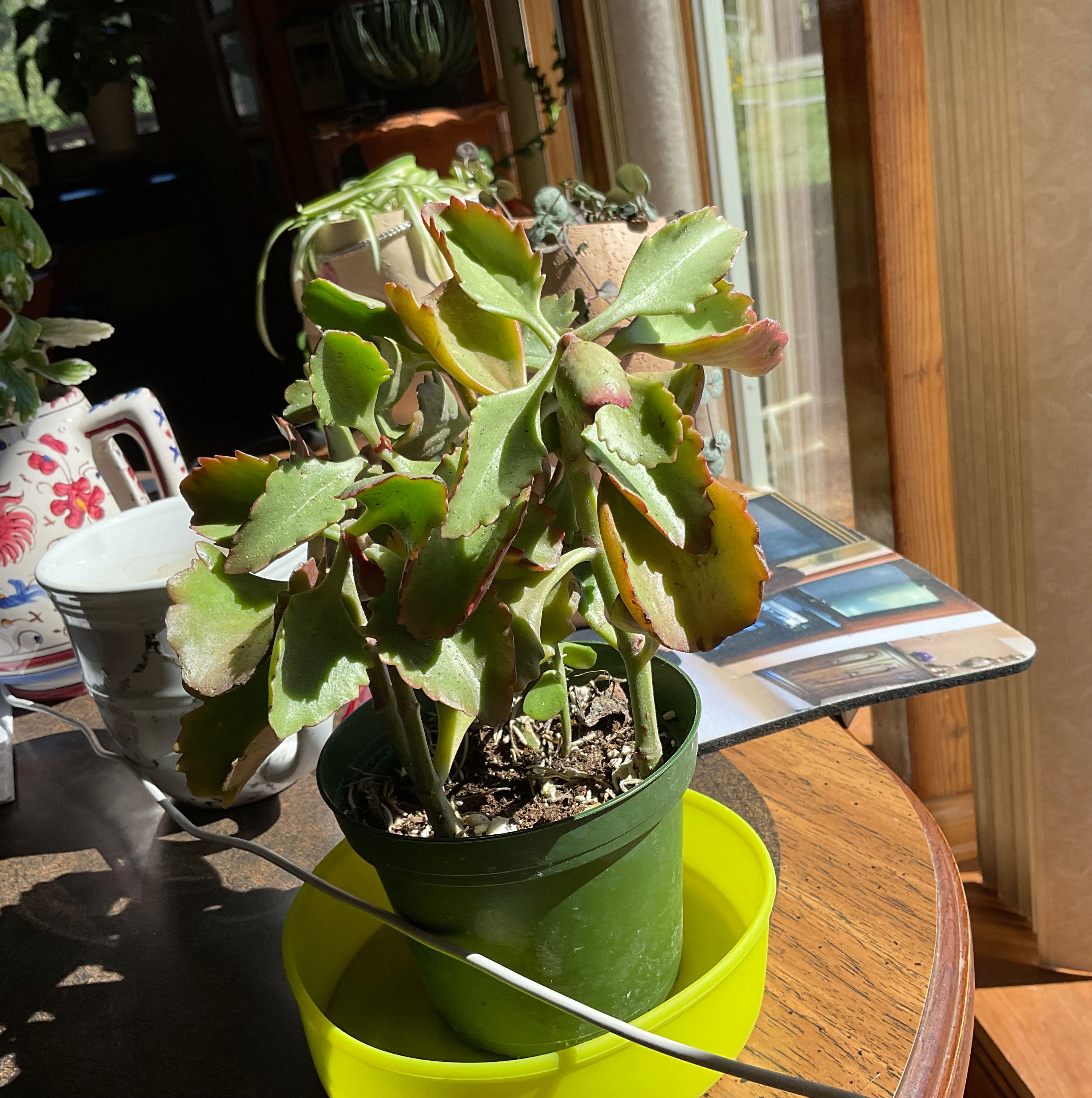 Potted Tugela Cliff-Kalanchoe with some yellowing and browning leaves, placed on a table near a window.