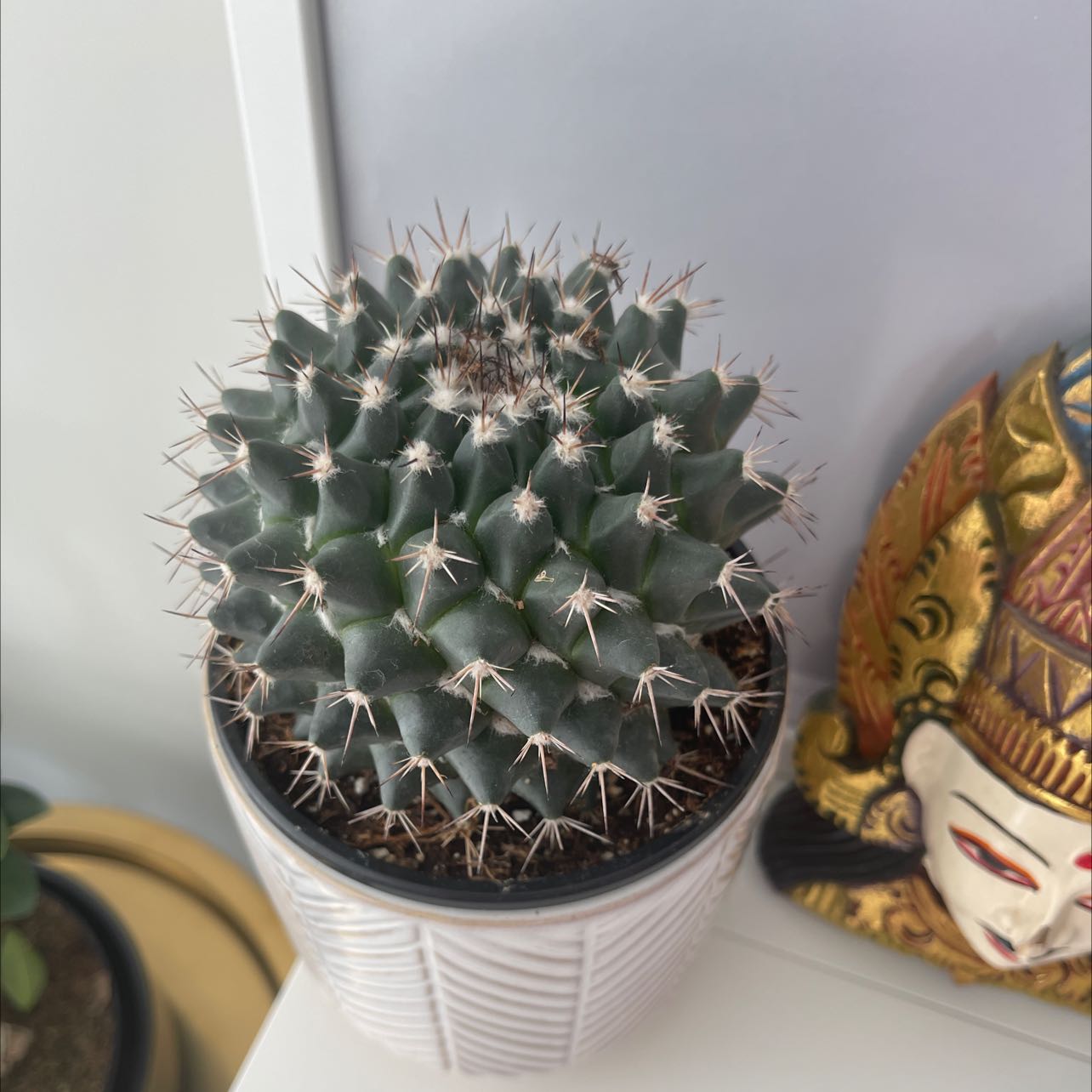 Photo of the plant species Mexican Pincushion by @ZestWeed named Marley on Greg, the plant care app