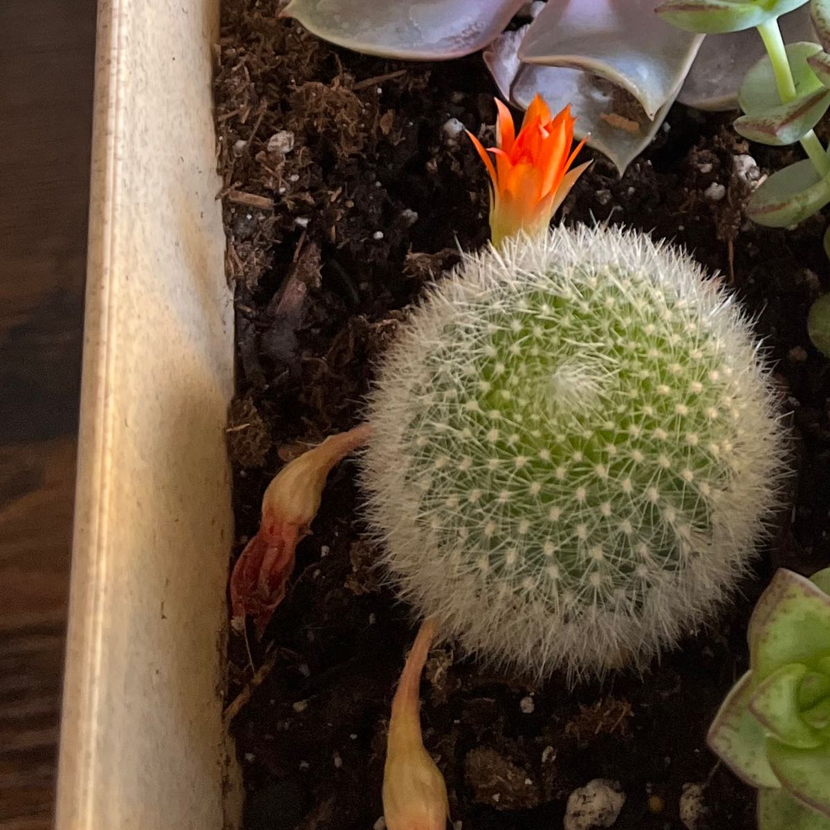Orange Crown Cactus with an orange flower blooming, planted in soil with other succulents.