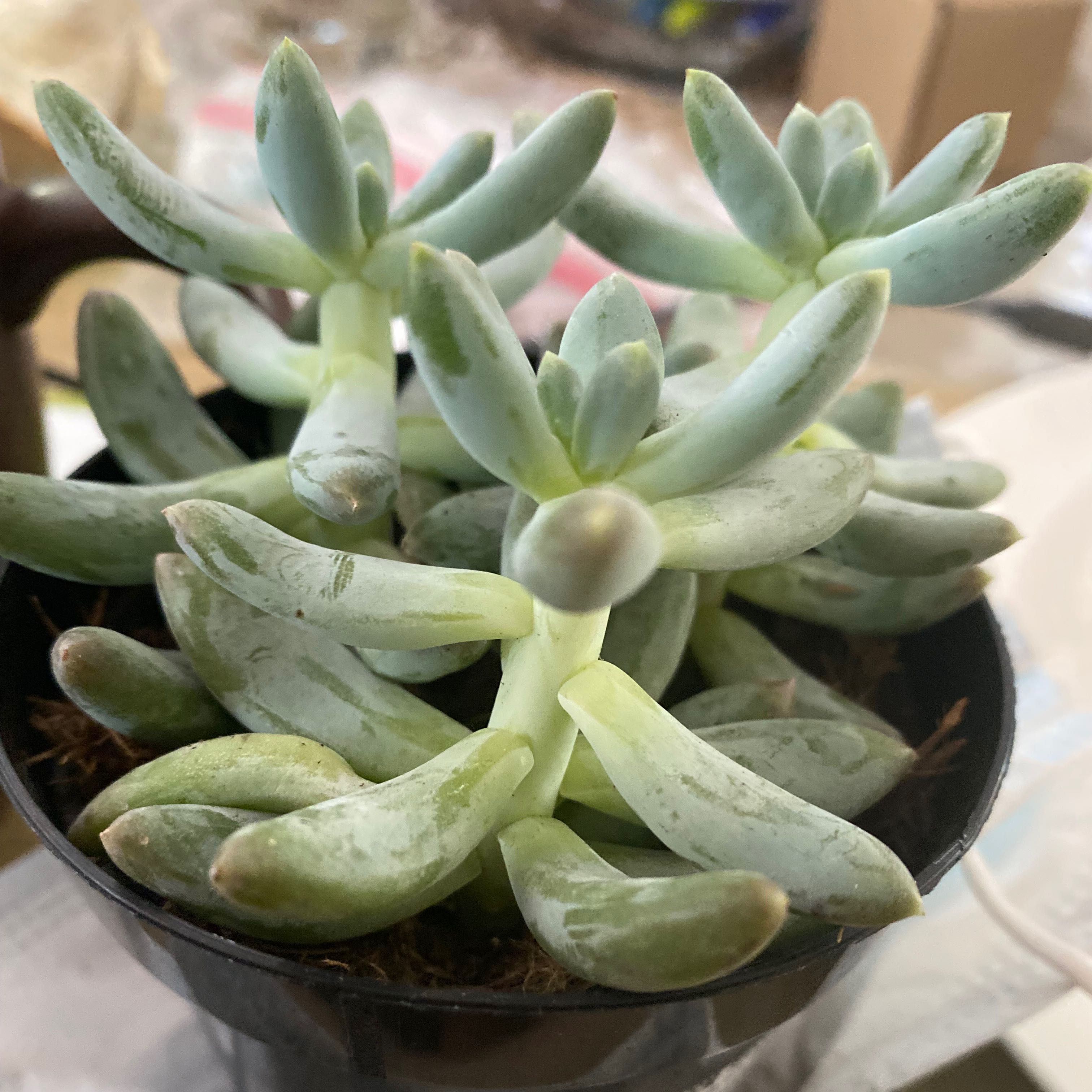 Pachyphytum 'Starburst' succulent with thick, fleshy leaves in a pot.