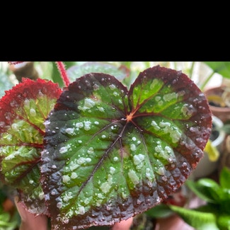 Rex Begonia plant in Somewhere on Earth