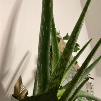 Aloe Vera plant in Castlegar, British Columbia