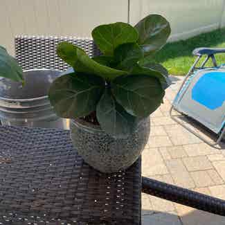 Fiddle Leaf Fig plant in Fairfield, New Jersey