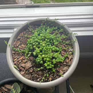 String of Pearls plant in Fairfield, New Jersey