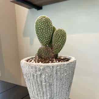 Angel wing's cactus plant in Fairfield, New Jersey