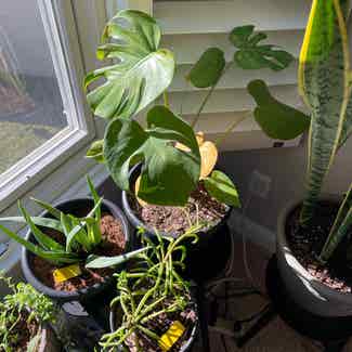 Monstera plant in Fairfield, New Jersey