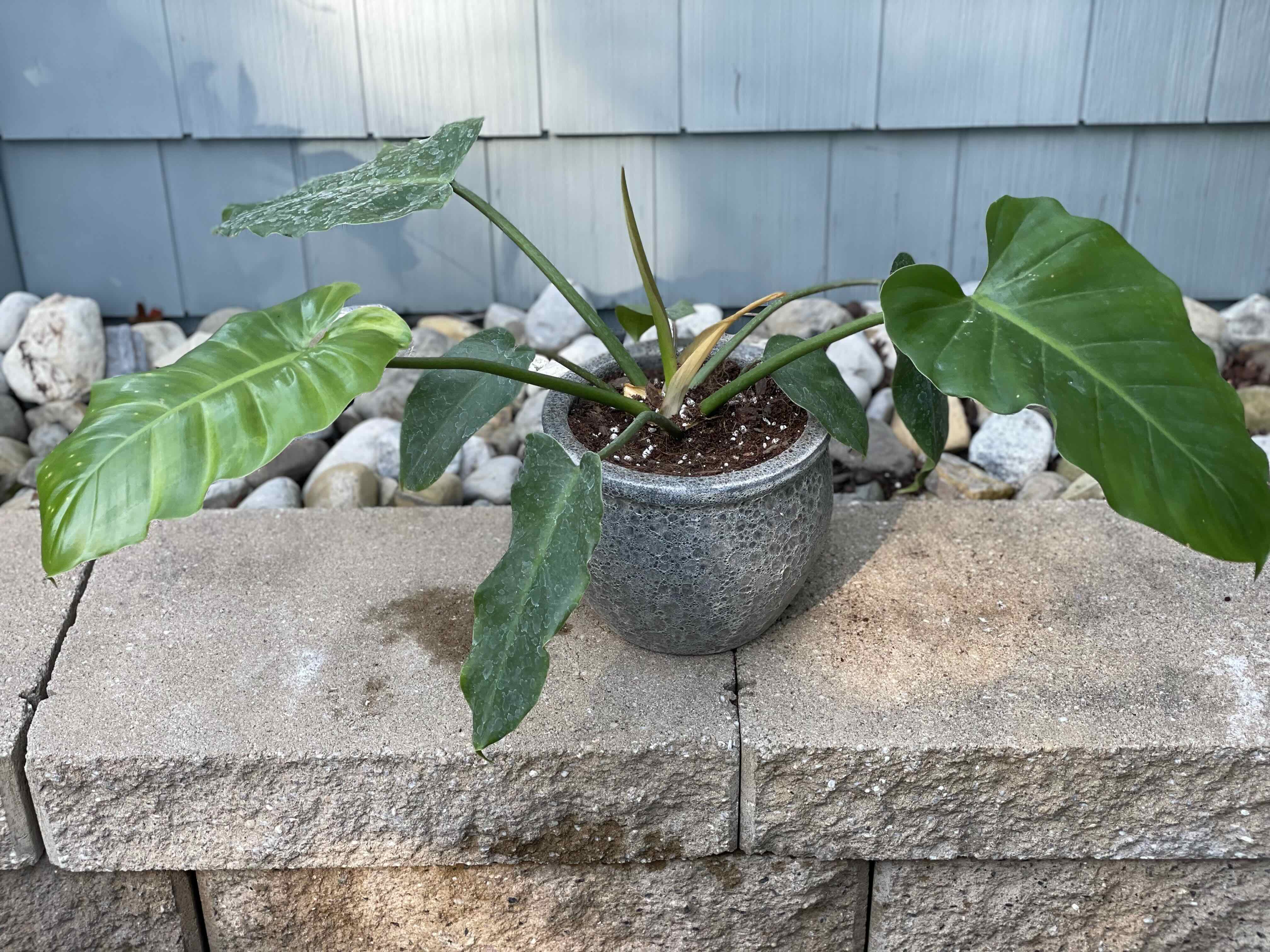Variegated Philodendron in a pot with some yellowing and browning leaves, placed on a stone surface.