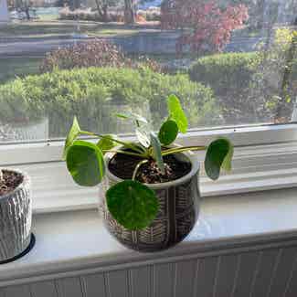 Chinese Money Plant plant in Fairfield, New Jersey