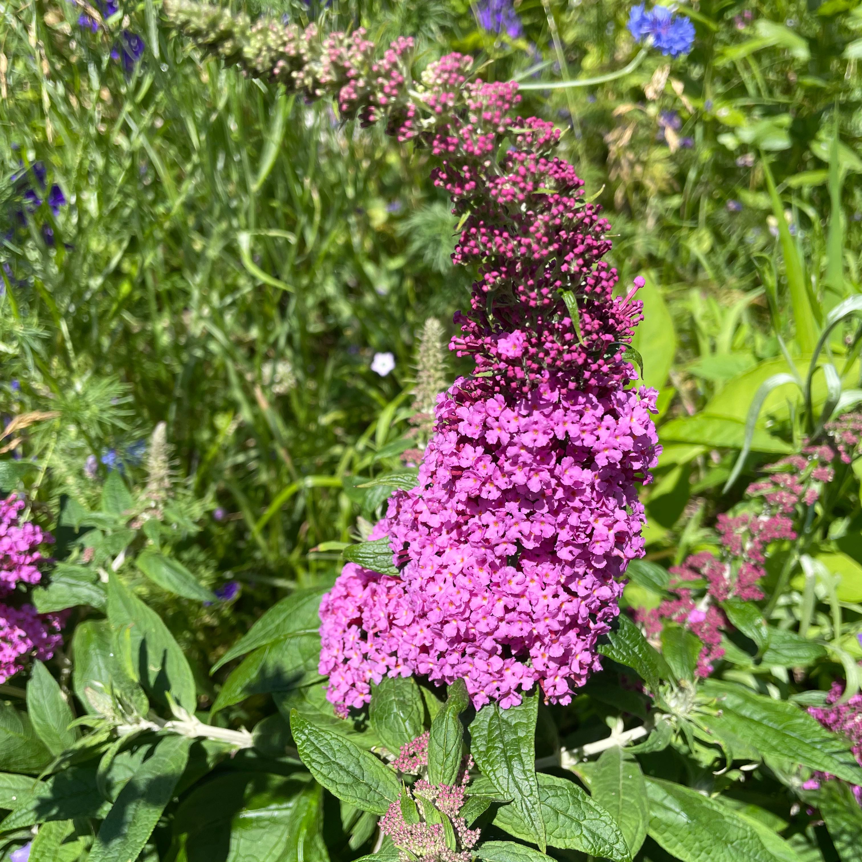 Flowering Orange Eye Butterflybush with vibrant purple blooms and green leaves.