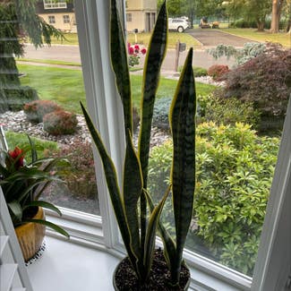 Snake Plant plant in Fairfield, New Jersey
