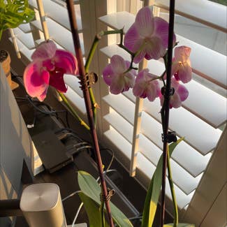 Phalaenopsis Orchid plant in Fairfield, New Jersey