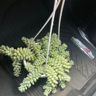 Burro's Tail plant in Fairfield, New Jersey
