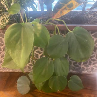 Heartleaf Philodendron plant in Fairfield, New Jersey