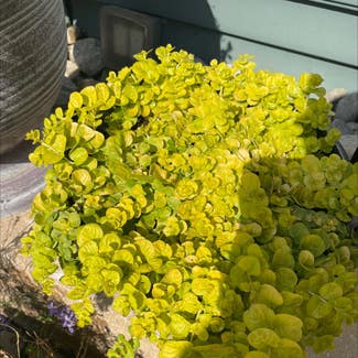 Creeping Jenny plant in Fairfield, New Jersey