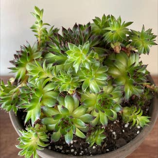 Hens and Chicks plant in Fairfield, New Jersey