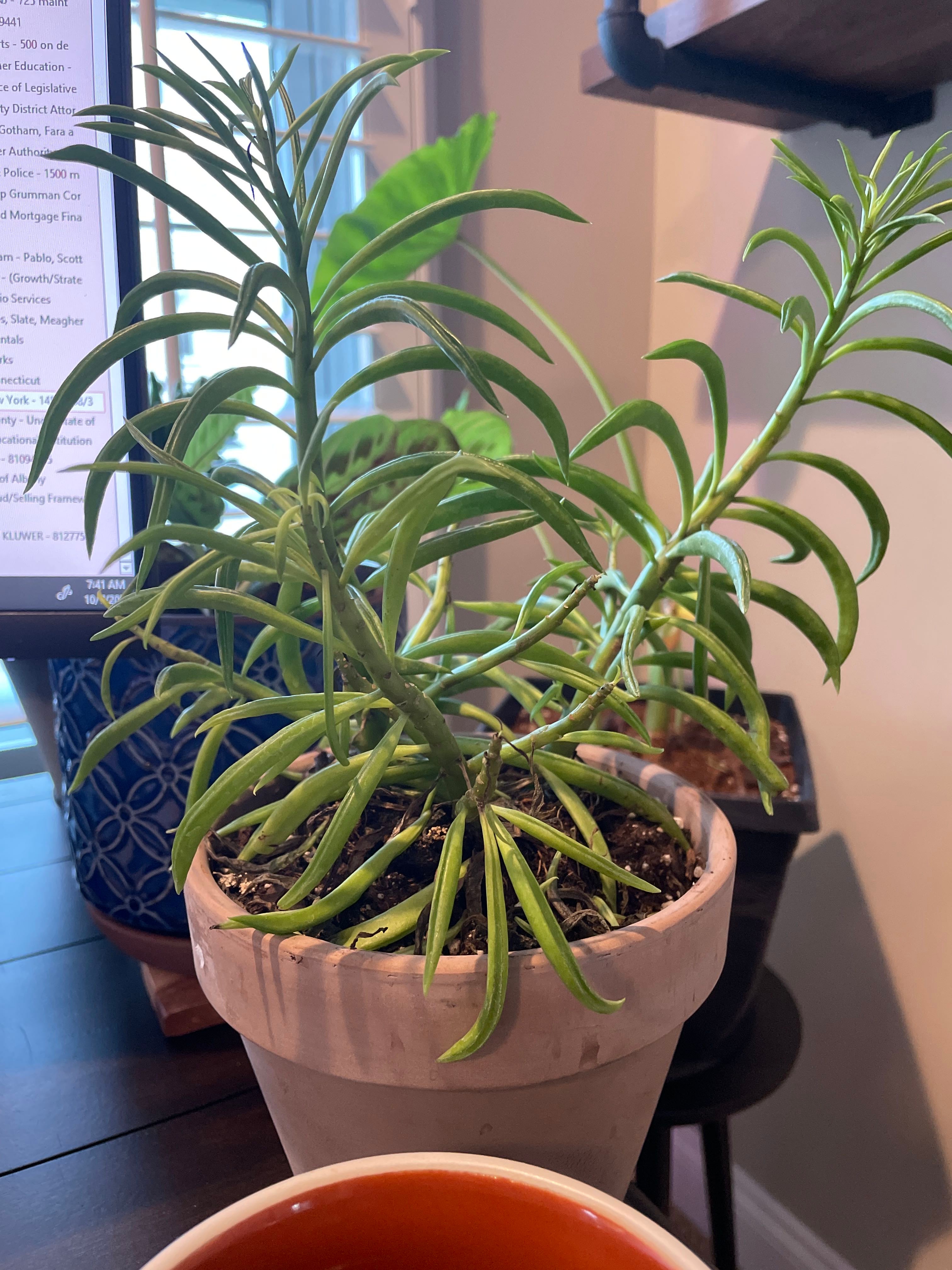 Pincushion Peperomia Care 101 Water, Light & Growing Tips