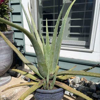 Aloe Vera plant in Fairfield, New Jersey