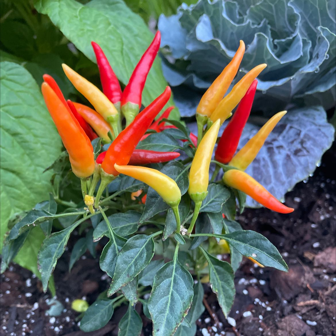Ornamental Pepper plant with vibrant red, orange, and yellow peppers, healthy foliage, and visible soil.