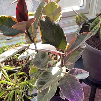 Ficus 'Ruby' plant in Fairfield, New Jersey