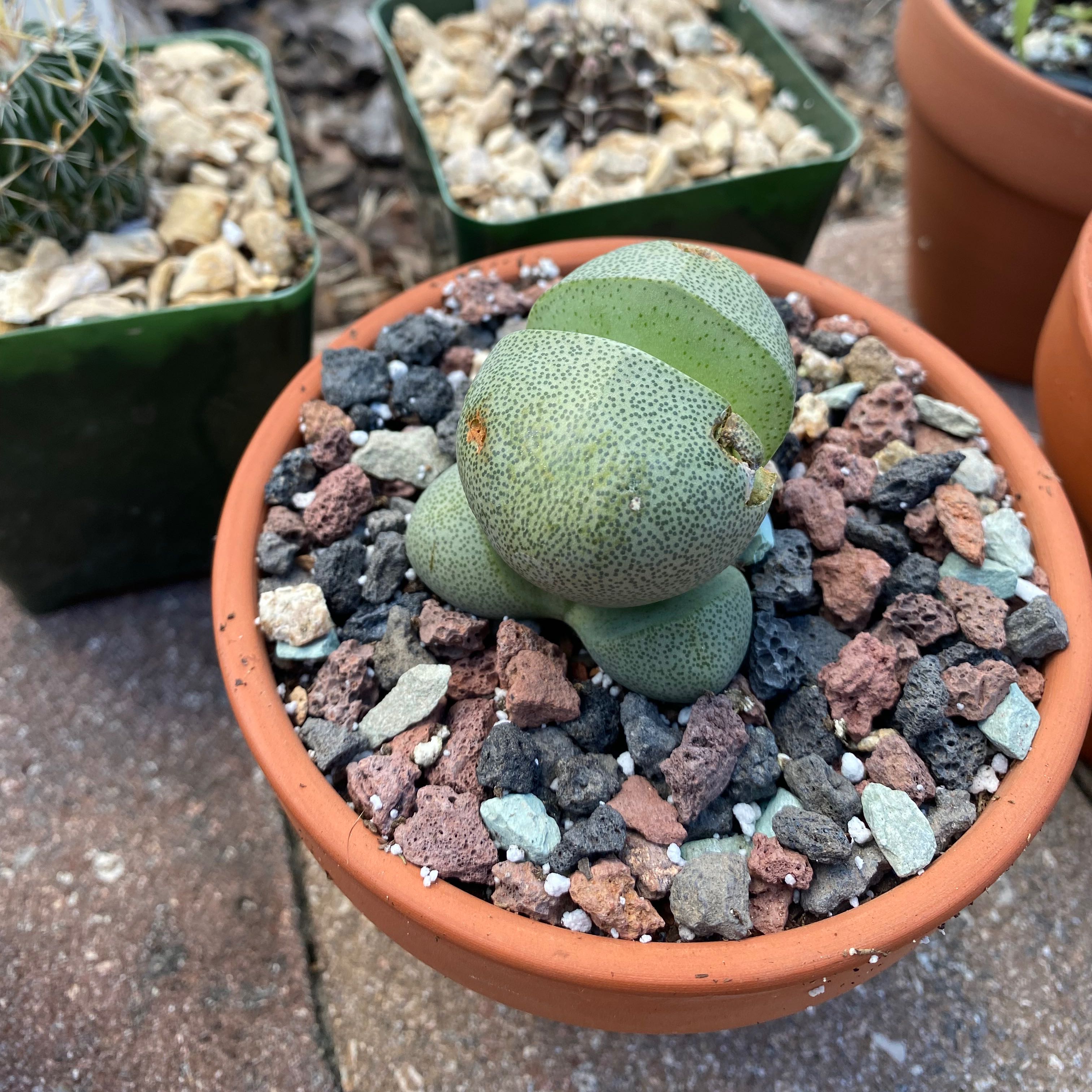 Button Cactus in a terracotta pot with rocky soil, surrounded by other potted cacti.