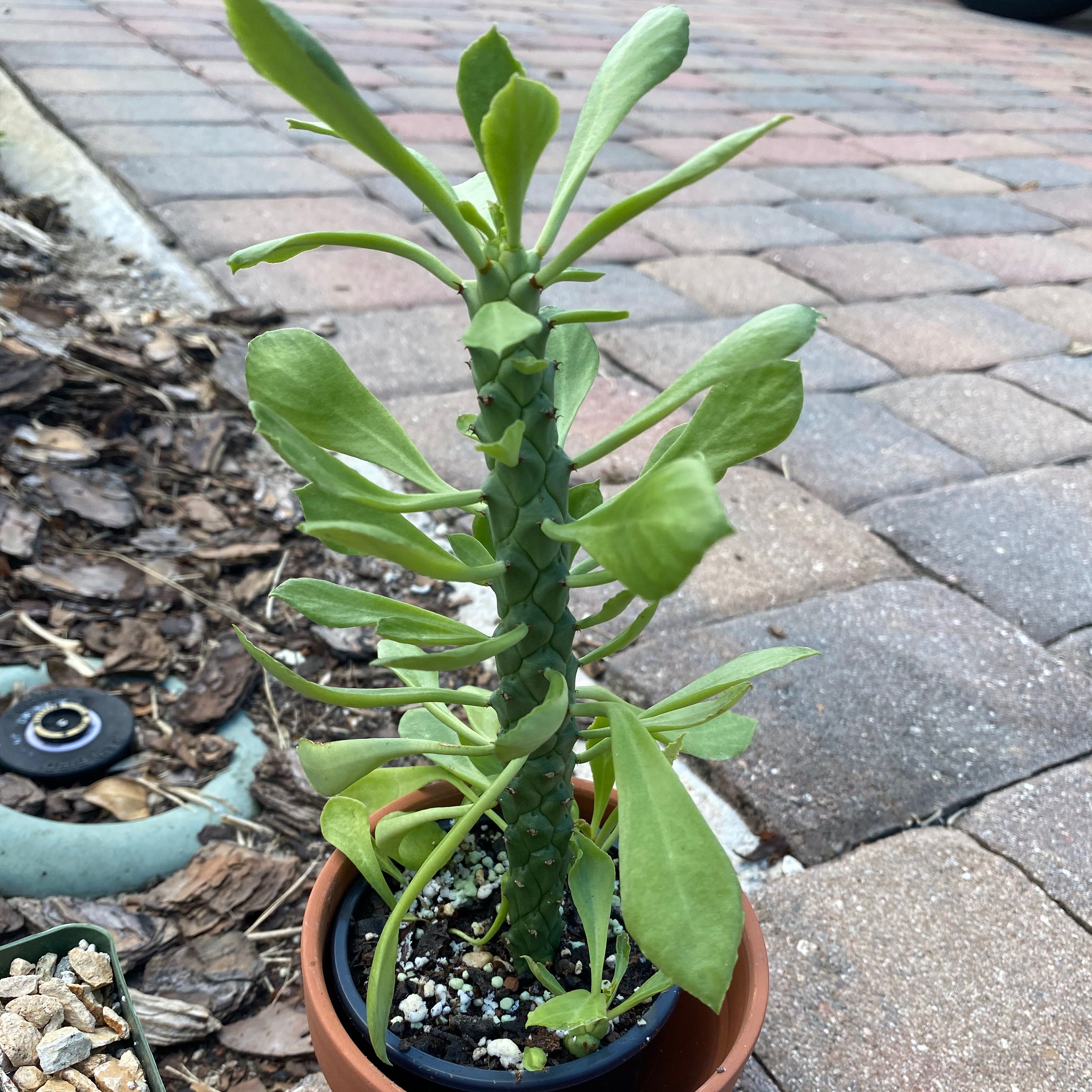 Photo of the plant species Euphorbia bicompacta by @OweMrc named Euphorbia Neriifolia on Greg, the plant care app