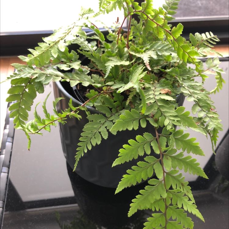 Photo of the plant species Eared Lady fern by @DrivenEagleclaw named Your plant on Greg, the plant care app