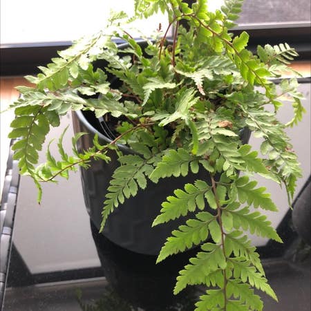 Photo of the plant species Eared Lady fern by Driveneagleclaw named Your plant on Greg, the plant care app