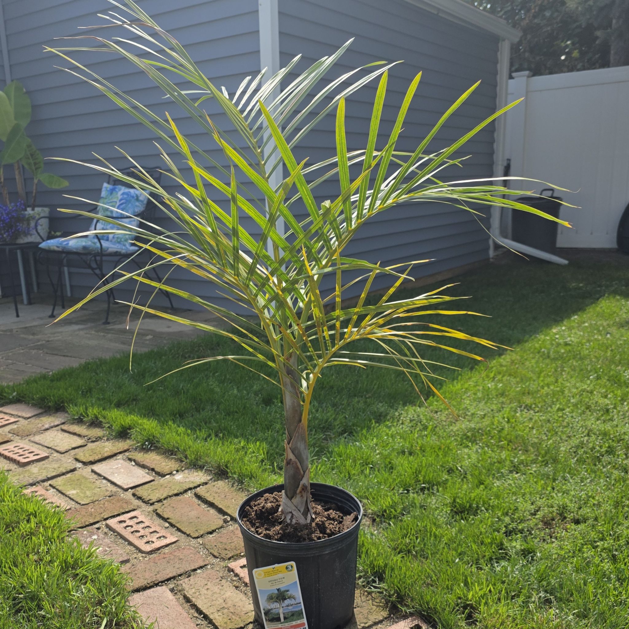 Photo of the plant species Spindle Palm by @mlb5684 named Harmony on Greg, the plant care app