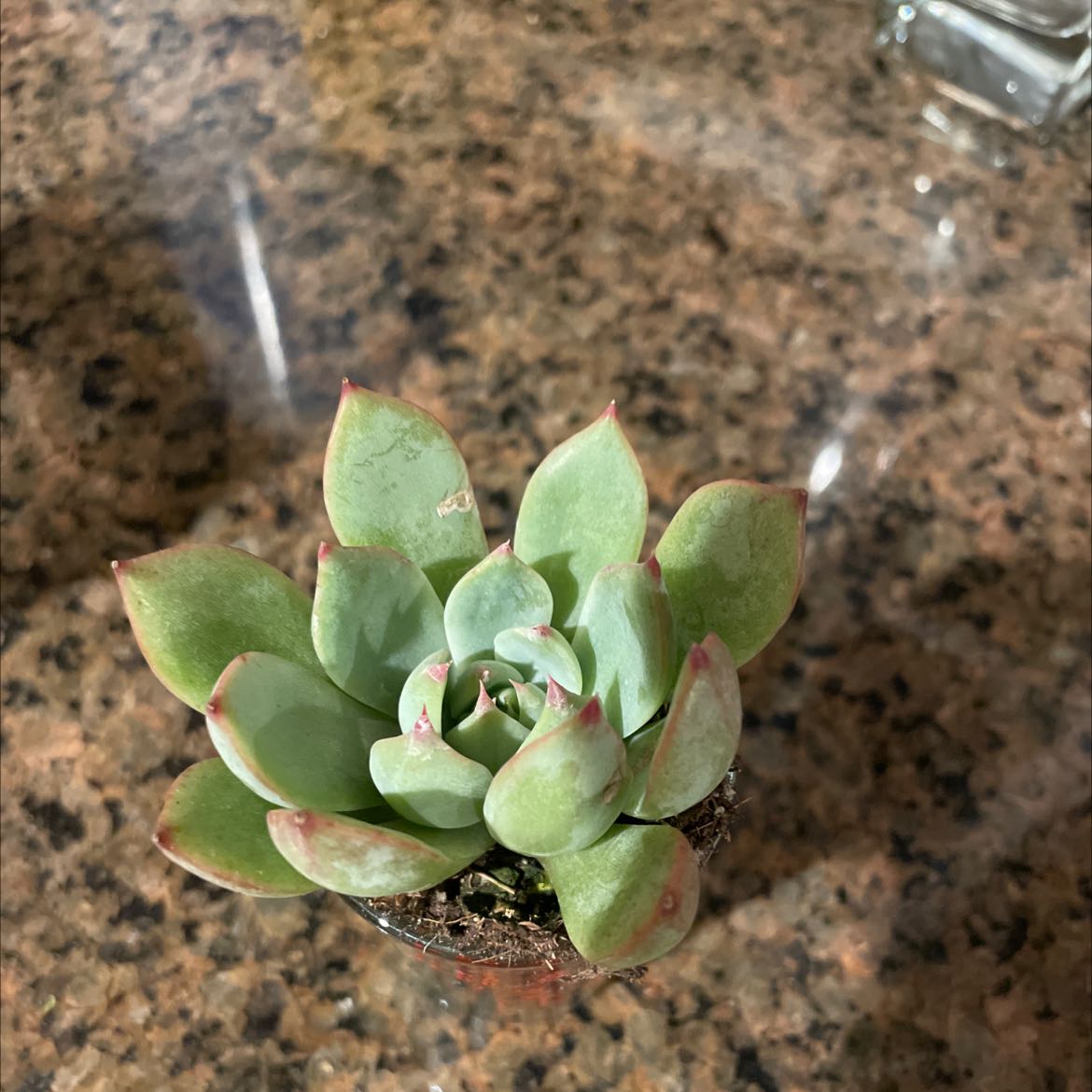 Chalk Dudleya succulent with green leaves and red tips on a granite countertop.