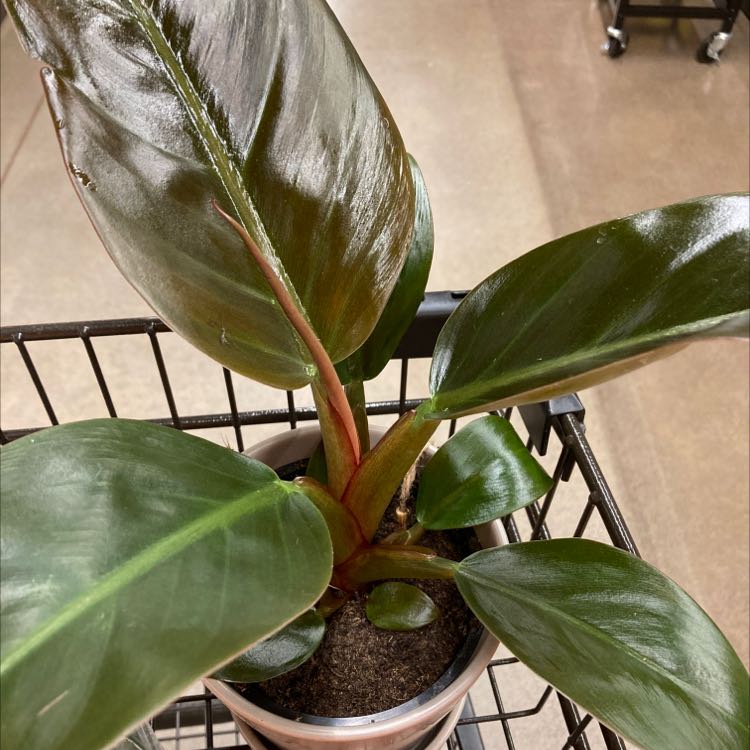 Photo of the plant species Blushing Philodendron by @moonprismplants named Danny on Greg, the plant care app