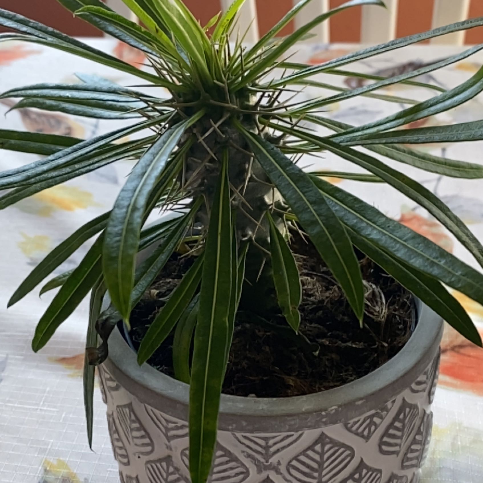 Madagascar Palm (Pachypodium lamerei) in a decorative pot, healthy with visible soil.