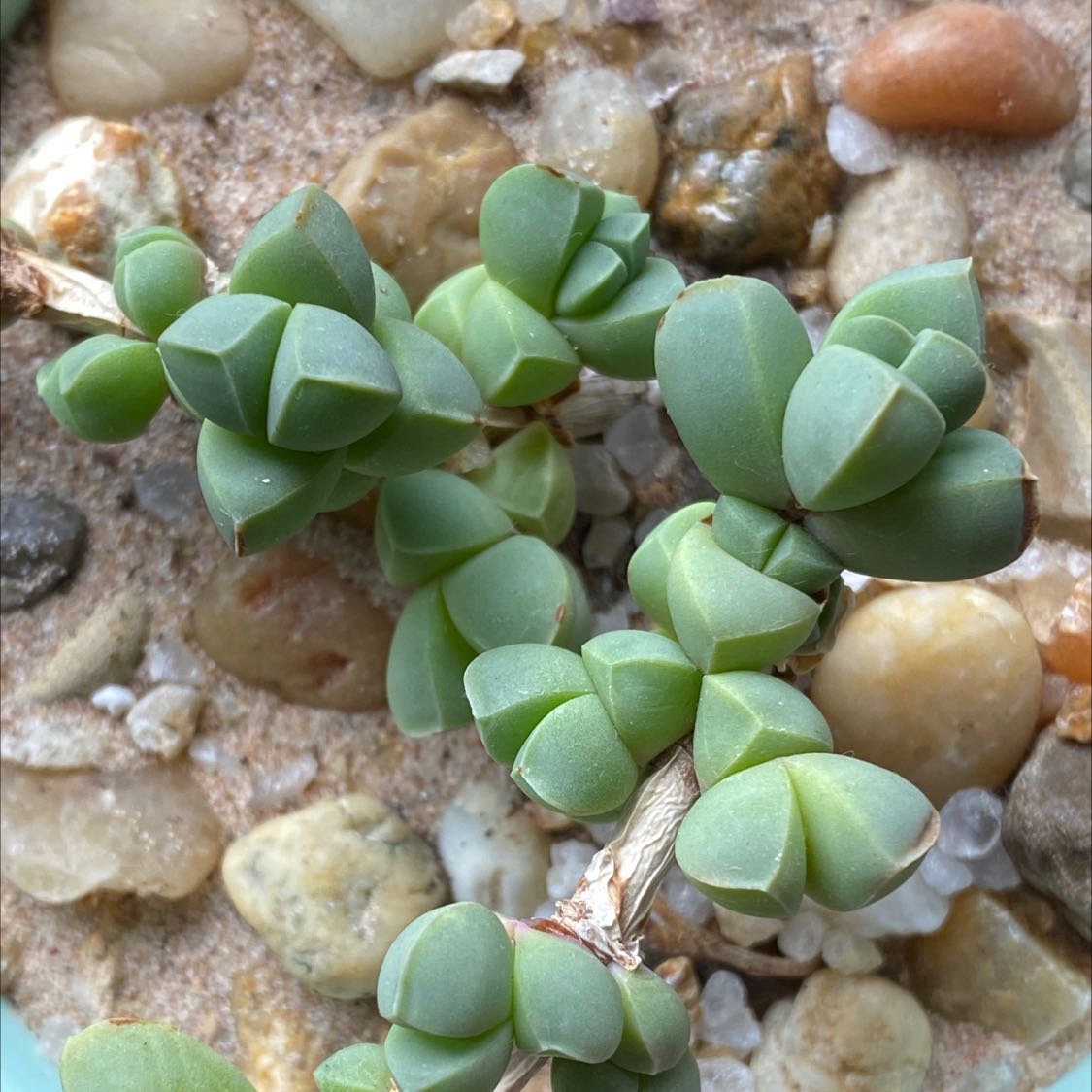 Photo of the plant species Ice plant by @PetOyamelfir named Icee on Greg, the plant care app