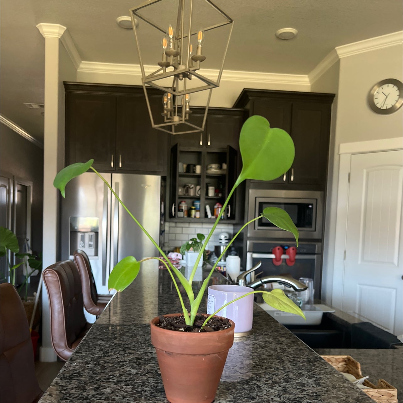 Photo of the plant species Sitka Mistmaiden by @ProCowshorn named Pax on Greg, the plant care app