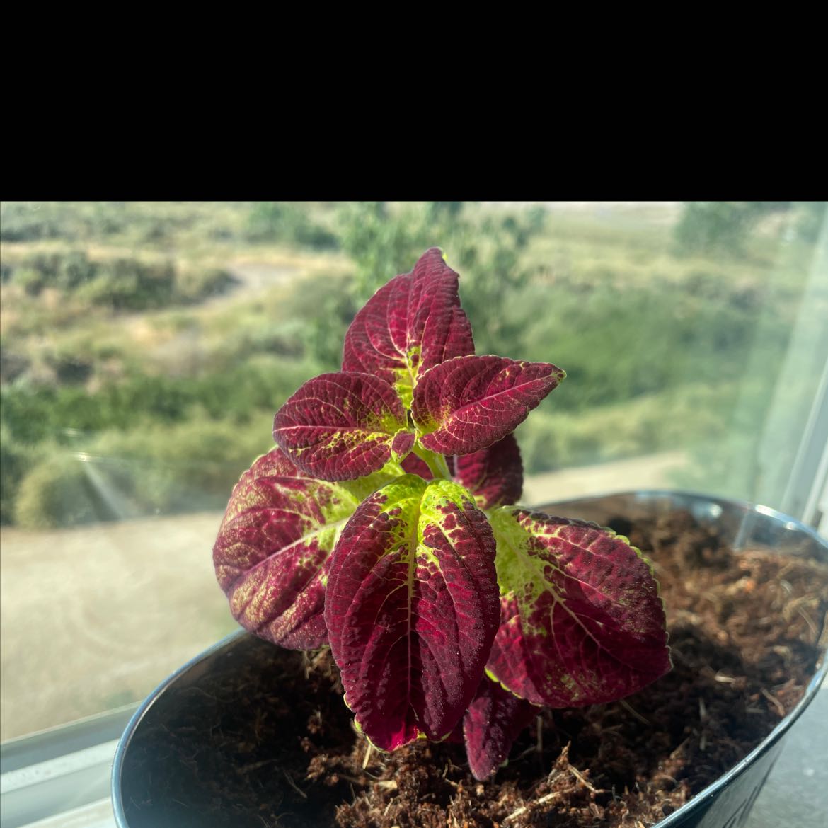 Photo of the plant species Willow-leaf amaranth by @Avocadotsu named Garnet on Greg, the plant care app