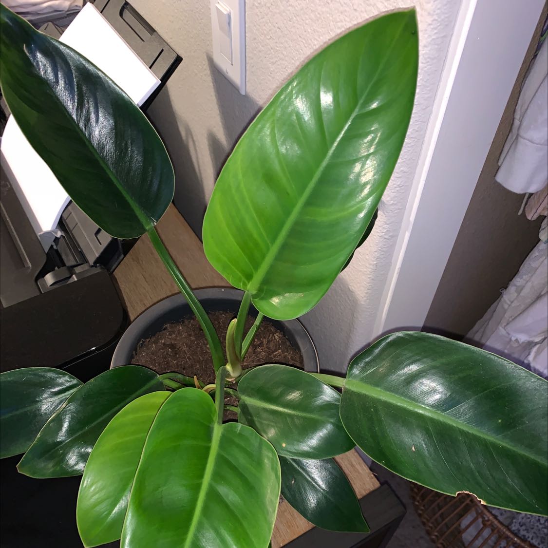 Photo of the plant species Philodendron 'Green Fat Boy' by @karlemagne named Thicc Boy on Greg, the plant care app