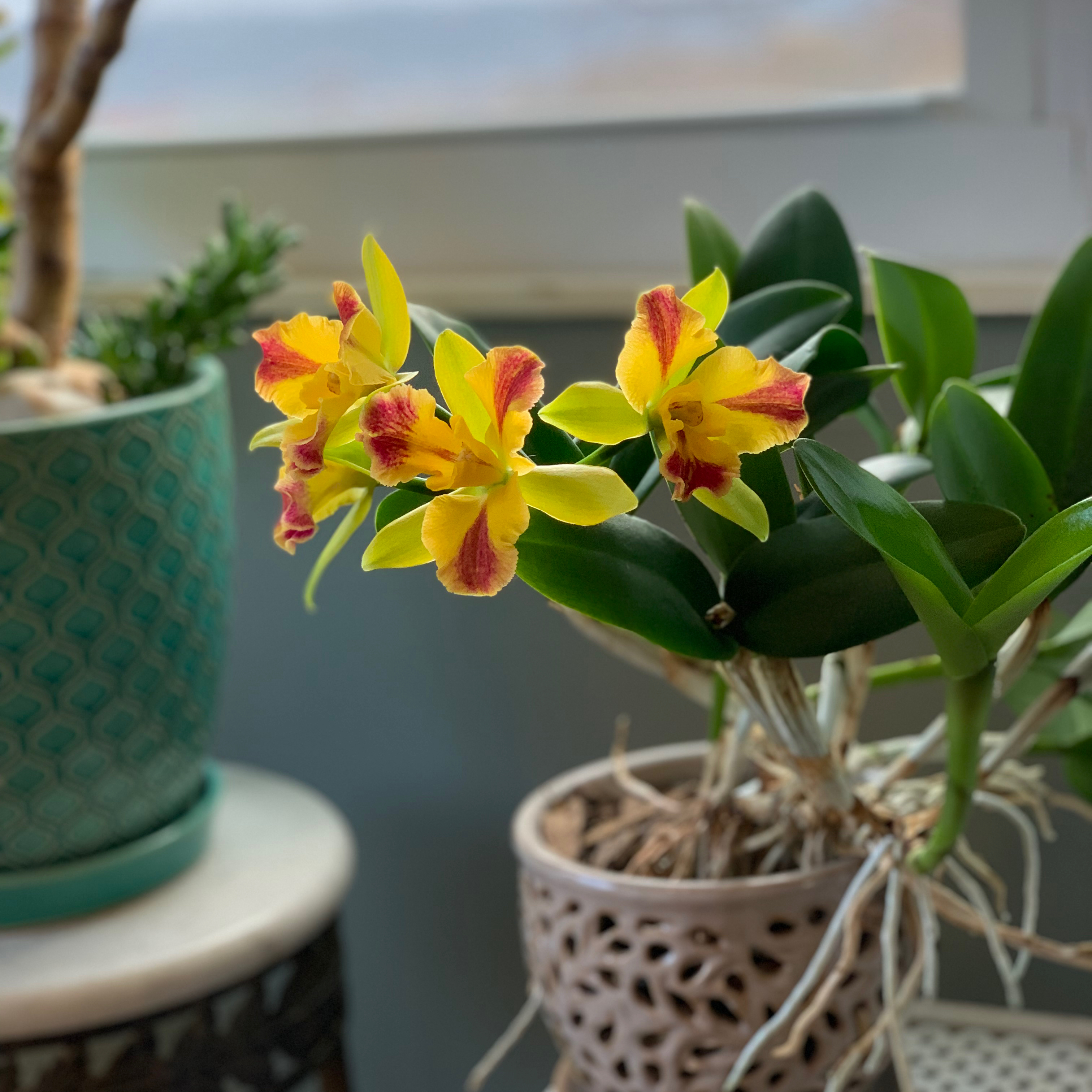 Cattleya Orchid with vibrant yellow and red flowers, healthy green leaves, and other potted plants in the background.